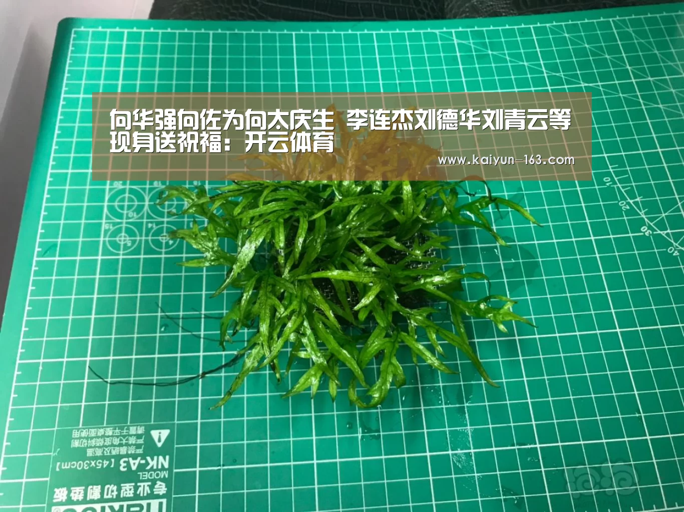 向华强向佐为向太庆生 李连杰刘德华刘青云等现身送祝福:开云体育(图4) 开云体育